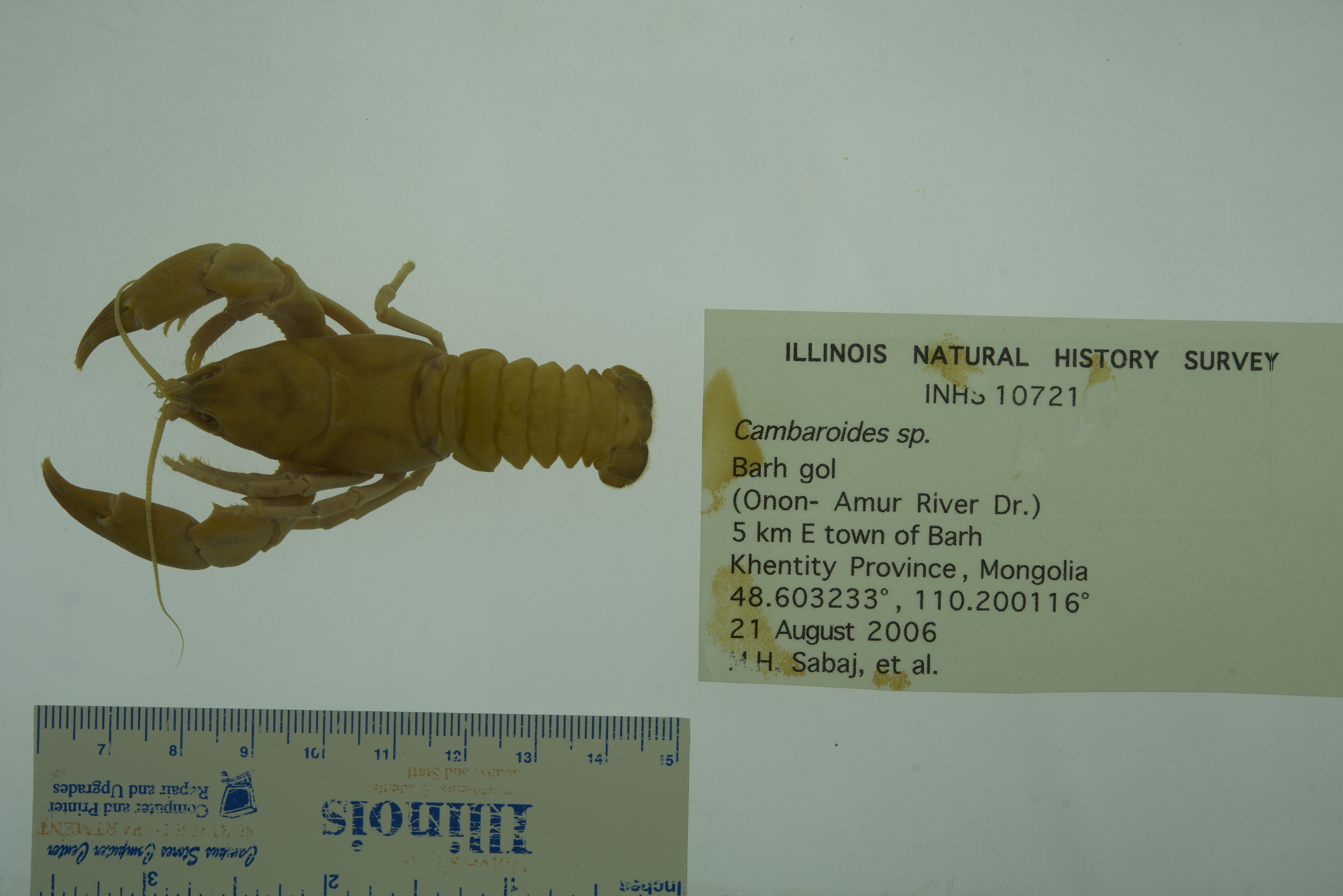 Cambaroides
